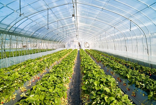 Kushchyovskaya district of Krasnodar region presents a large agrarian project